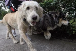 Condominium Assoc. To Begin DNA Testing On Dog Excrement To ID Owners Who Don't Clean Up