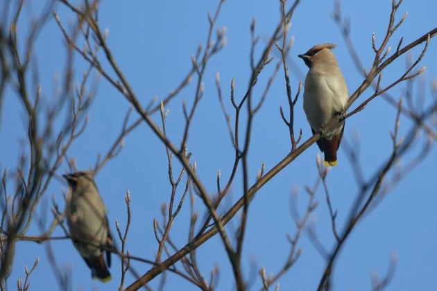 Migrating Waxwings Arrive In The UK From Scandinavia Waxwings in a Tree, Dan Kitwood, Getty Images