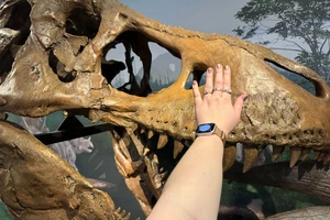 A comparison of a hand to the t-rex skull reproduction. Phylicia Peterson, TSM SE Wyoming