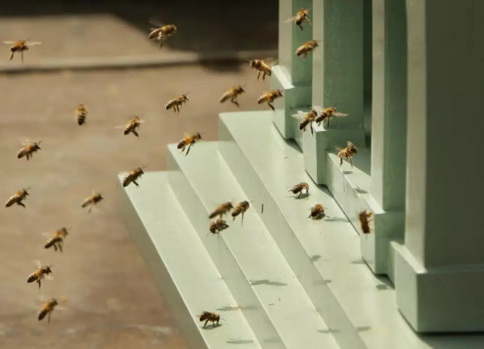 The Most Dangerous Bees and Wasps in Wyoming