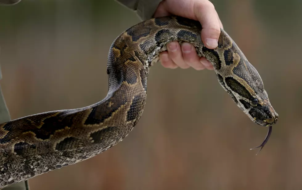 Wyoming Restaurant Serves Python, Kangaroo, and Ostrich